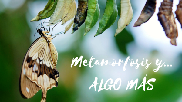 METAMORFOSIS Y… ALGO MÁS