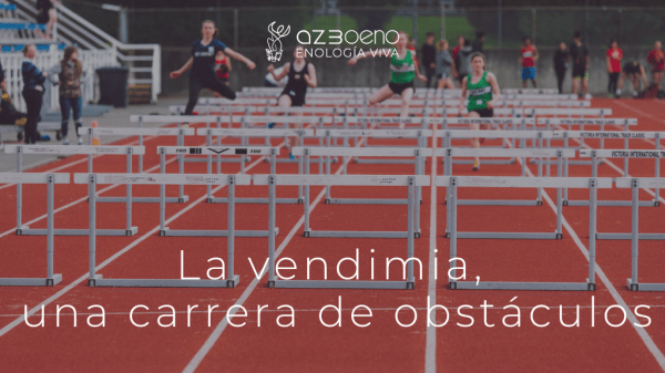 La vendimia, una carrera de obstáculos