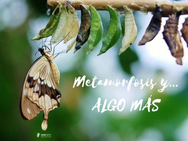 METAMORFOSIS Y… ALGO MÁS