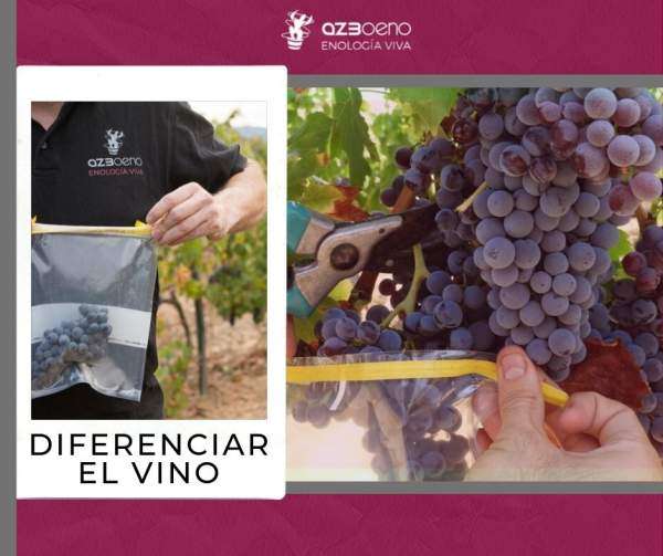 DIFERENCIAR EL VINO